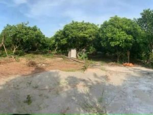 Chủ nhờ bán trang trại tuyệt đẹp tại Ân Thi - Hưng Yên