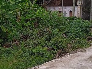 Cần bán 207m2 đất thổ cư giá rẻ tại Yến Đô, Tân Việt, Yên Mỹ, Hưng Yên