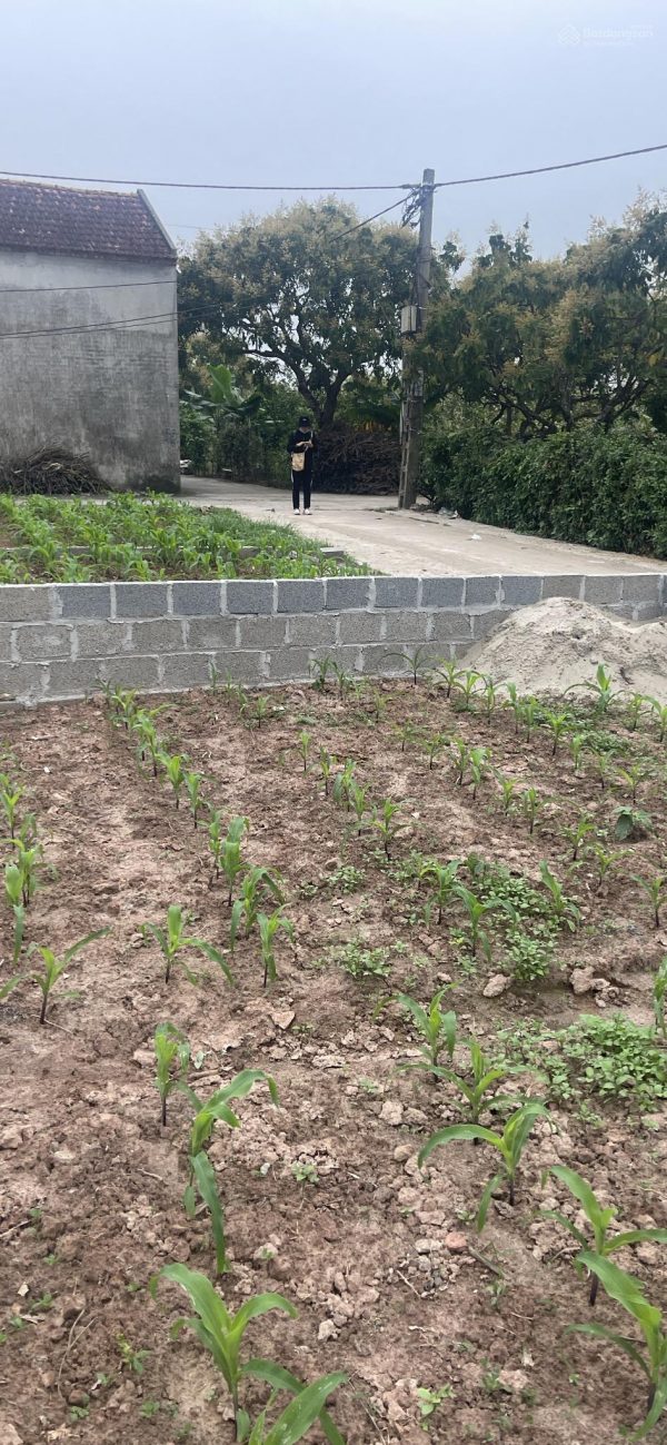 Siêu phẩm Đông Tảo – 550m² full thổ cư, chỉ từ 1x triệu/m²