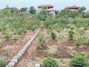Bán đất thổ cư diện tích 83.8m2 tại Đông Tảo, Khoái Châu, Hưng Yên Giá 2,x tỷ