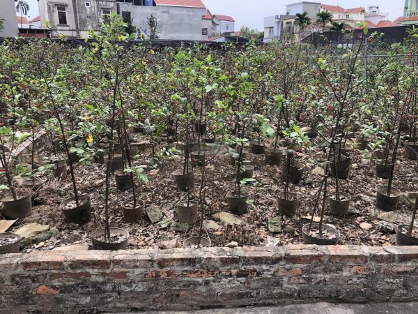 Bán đất tại Phụng Công, Văn Giang, Hưng Yên, DT 66m2, mặt tiền 5.5m, giá chỉ hơn 2 tỷ chút
