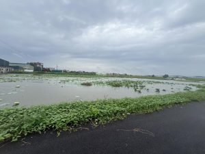 Đất giãn dân thấp nhất TX Mỹ Hào, chỉ nhỉnh 2 tỷ