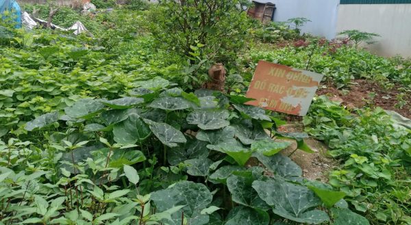 Bán 159.5m2 đất Nghĩa Trụ Văn Giang gần Vin 2,3 gần Vành đai 3.5