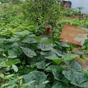 Bán 159.5m2 đất Nghĩa Trụ Văn Giang gần Vin 2,3 gần Vành đai 3.5